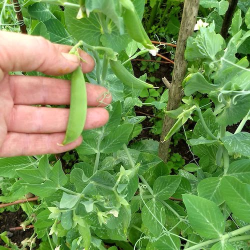 Eine Hand hält eine Erbsenschote