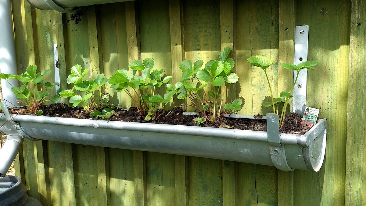 Erdbeerpflanzen in einer Dachrinne am Gartenschuppen