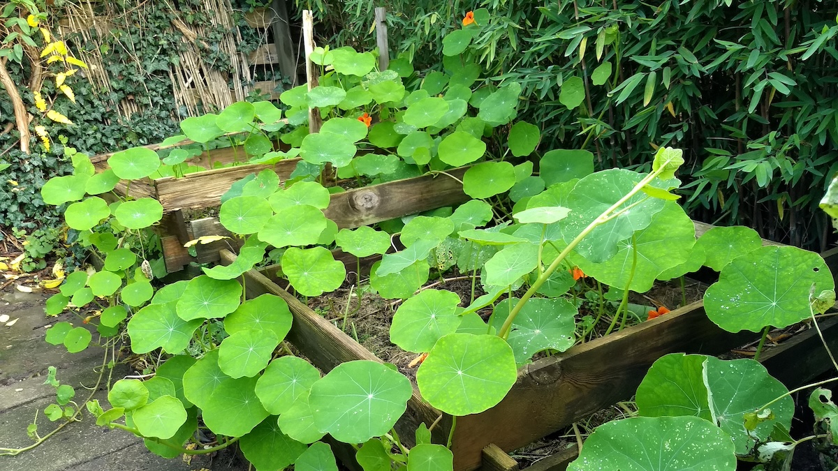 Kapuzinerkresse auf dem Kompost