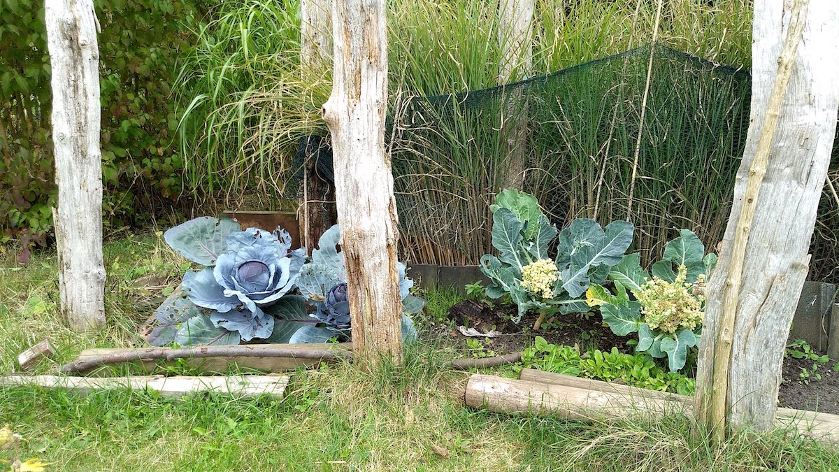 Mehrere Kohlpflanzen zwischen alten Holzpfosten