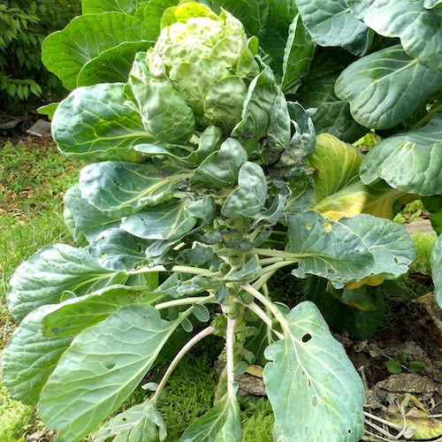 Zu sehen ist eine Rosenkohl-Pflanze